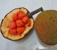 It is scientifically referred to as artocarpus integer and belongs to the moraceae, or mulberry, plant family. Sir Zayn On Twitter Nangka Jackfruit Cempedak Jillfruit Sukun Breadfruit Terap Trapfruit Bintawa Red Trapfruit Artocarpus Spp Done Watch Out I M Going To Name Your Spiders