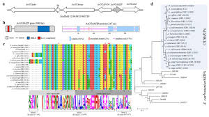 Bruno diaz e alex, são sebastião do paraíso, minas gerais, brazil. Toxins Free Full Text Functional Role Of Aspergillus Carbonarius Acotabzip Gene A Bzip Transcription Factor Within The Ota Gene Cluster Html