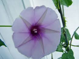 Image result for Ipomoea blepharophylla