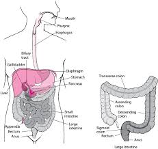 It starts at the caecum located in the right iliac fossa and ends at the rectum and anal canal. Rectum And Anus Digestive Disorders Msd Manual Consumer Version