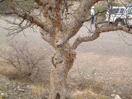 Image result for Commiphora tenuipetiolata