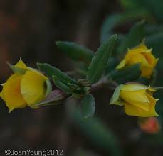 Image result for Talinum crispatulum