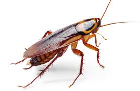 How To Get Rid Of Roaches In Your Home Insects Insect Art Roaches