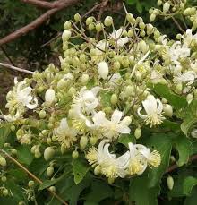 Image result for Clematis brachiata