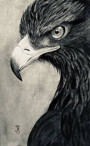 How to draw a eagle for kids easy and step by step. Drawing Eagle Max Installer