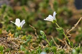 Image result for Ceropegia arenarioides
