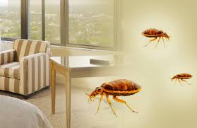 If you've woken up with itchy red bumps throughout your body, it's probably not the quality of your sheets. Bed Bug Get Rid Florida Bed Bug Experts