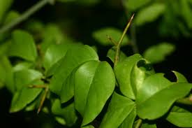 Image result for Balanites maughamii