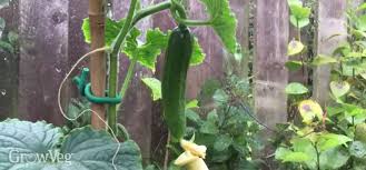 Support them well, otherwise the weight of the fruit can cause the stem to break. Growing Cucumbers From Sowing To Harvest