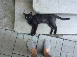 Eşti iubitor de pisici, dar nu îţi permiţi să ţii una acasă? Miau Cafeneaua Secreta A Iubitorilor De Pisici Escapism Ro