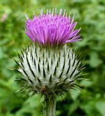 Newer hardwood floors newer laundry and refrigerator. Https Laidbackgardener Blog 2021 04 14 Why Choose Open Pollinated Seeds Https Laidbackgardener Files Wordpress Com 2021 04 20210414b Lili Michaud 1 Jpg 20210414b Lili Michaud 2021 04 13t09 04 12 00 00 Monthly Https Laidbackgardener Blog