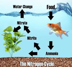 Apa Itu Nitrogen Cycle Bahayakah Untuk Aquarium Air Laut Aquarium Ikan Kimia
