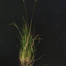 Image result for Eustachys paspaloides