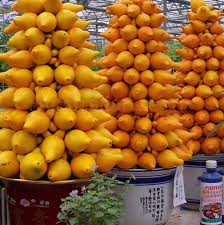 Image result for Solanum mammosum