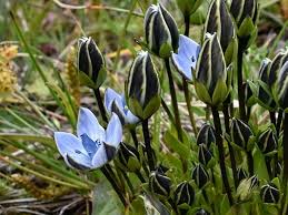 Image result for Swertia pleurogynoides