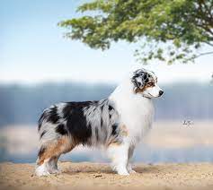 Not all puppies are born with a long, full tail. Wissenswertes Heartking Aussies Australian Shepherd Zucht Baden Wurttemberg