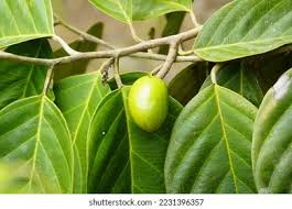 Image result for Metteniusaceae