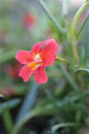 Image result for Mimulopsis