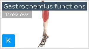 These muscles are sometimes termed the hamstring group. Functions Of The Gastrocnemius Muscle Preview 3d Human Anatomy Kenhub Youtube