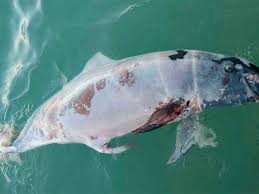 Maybe you would like to learn more about one of these? Sin Solucion Pesca Furtiva En El Golfo De California Que Mata A La Vaquita Marina Veraz Informa