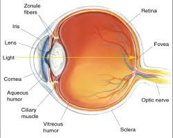 Image Result For Kids Anatomy Chart Human Eye Diagram Eye