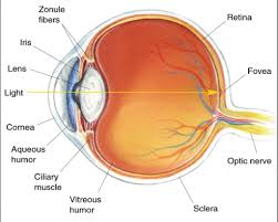 image result for kids anatomy chart human eye diagram eye