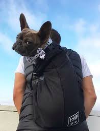 The french bulldog is a unique breed that needs its own unique gear. Pin On French Bulldogs
