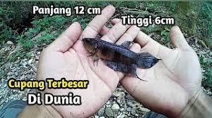 Budidaya ikan cupang tidak memerlukan tempat luas dan modal yang besar. Mancing Ikan Cupang Purba Panjang 12 Cm Terbesar Didunia Youtube