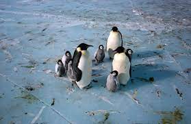 Aerial and satellite images of the colony living on the remote subantarctic island of île aux cochons, in the southern indian ocean, suggests the number of. Massive Penguin Colony Disappears As Birds March South Research Highlights