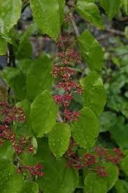 Image result for Cissus faucicola
