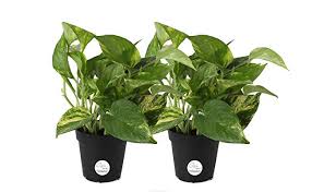 Maybe you would like to learn more about one of these? 9 Non Flowering Plants That Cast The Magic With Their Foliage
