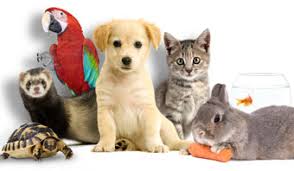 Les animaux de compagnie ne sont pas acceptés à bord des appareils suivants chats et chiens dans les salons feuille d'érable. Animal Expo 2014 Au Parc Floral De Paris Du 04 Au 05 Octobre Pariscityvision