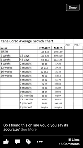 cane corso growth chart cane corso puppies cane corso