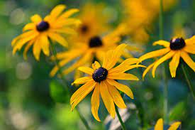 Black Eyed Susans Rudbeckia Hirta Collecting Planting Seeds Duffy Meadows Research C Vegetable Garden For Beginners Flowers Perennials Easy Perennials