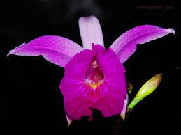 Pin On Flowers Of India