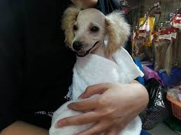 Since then, we've been letting her coat grow, and it's. Hi My Toy Poodle Puppy Just Got His First Shave He Is Quite Depressed Now He Keeps Running Around And Hiding Screaming Keeps His Petcoach