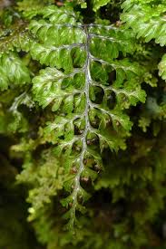 Image result for Hymenophyllum capillare