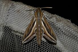 Image result for Hippotion celerio