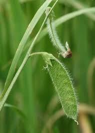 Image result for Lathyrus hirsutus