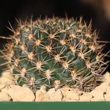 Image result for Tricalysia schliebenii