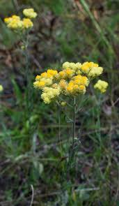 Image result for Anisopappus kirkii