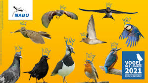 Dezember aus 307 arten ihren lieblingsvogel. Wahl Zum Vogel Des Jahres 2021 Jetzt Mitmachen Der Nabu In Sudost Niedersachsen