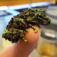 Some of the most incredible amphibians in the world. Vietnamese Mossy Frog Pics