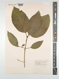 Image result for Montiniaceae
