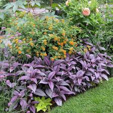 Image result for Strobilanthes