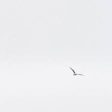 Bm d river running free. Birds Flying High You Know How I Feel Sun In The Sky You Know How I Feel Breeze Driftin On By You Know How I Feel Birds Flying Instagram Posts Fourth