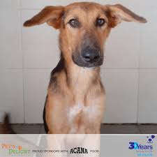 17,083 likes · 464 talking about this. Adopt Don T Shop The Cats And Dogs That Need Homes In The Uae