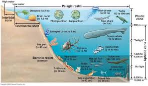 Ocean Zones Diagram 1 Ocean Zones Ocean Ecosystem Ocean