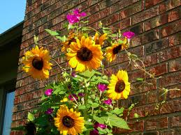 Sunflowers And Morning Glories Sunflower Garden Flower Garden Sunflower