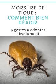 5 Choses A Faire En Cas De Morsure De Tique Morsure De Tique Tiques Morsure